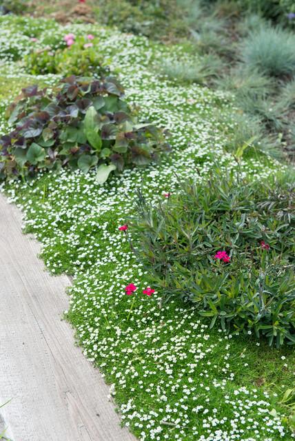 Sagina Subulata - 20cm - Kamerplant Kopen