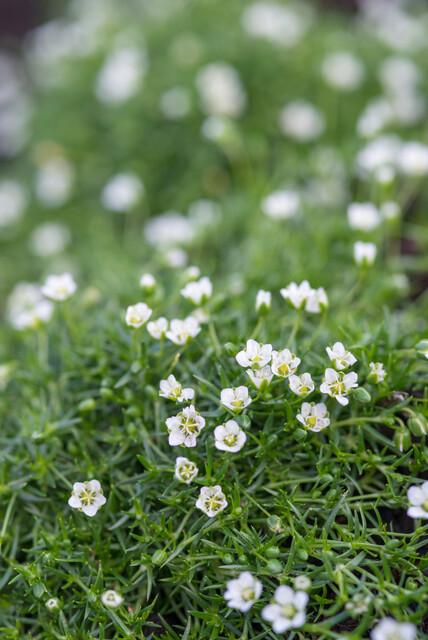 Sagina Subulata - 20cm - Kamerplant Kopen