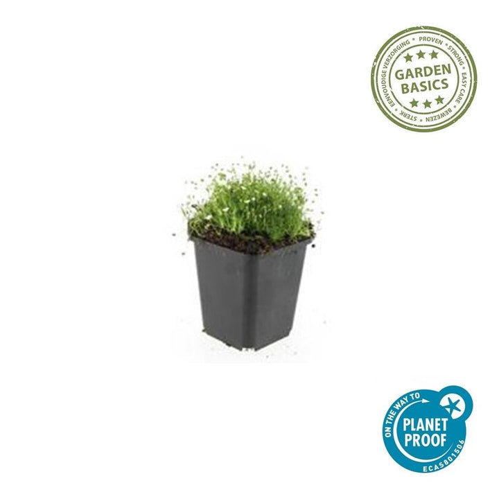 Sagina Subulata - 20cm - Kamerplant Kopen