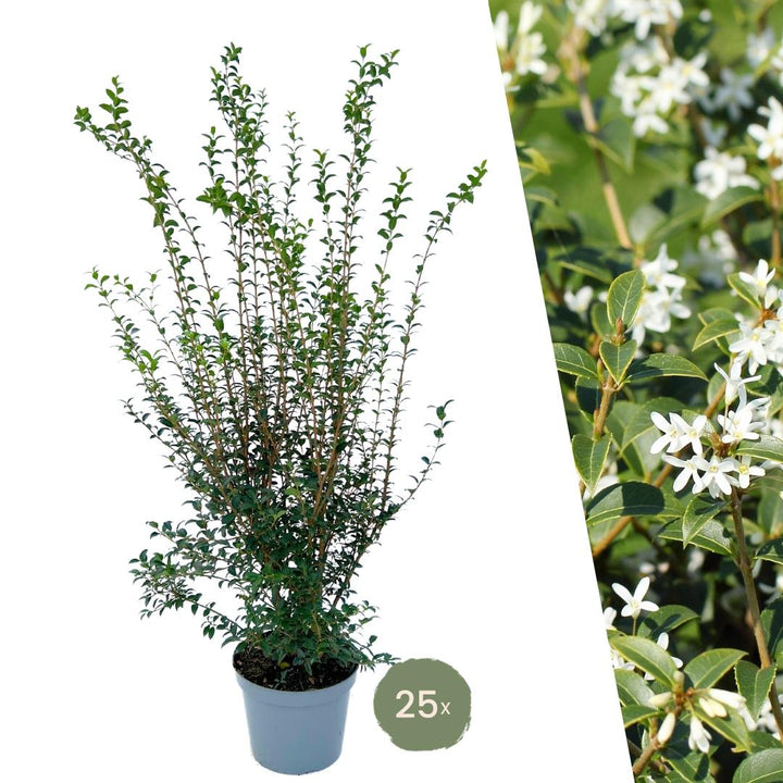 25 plants de houx artificiel pour une haie linéaire de 10 mètres - 125cm