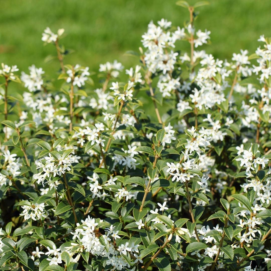 25 plants de houx artificiel pour une haie linéaire de 10 mètres - 125cm