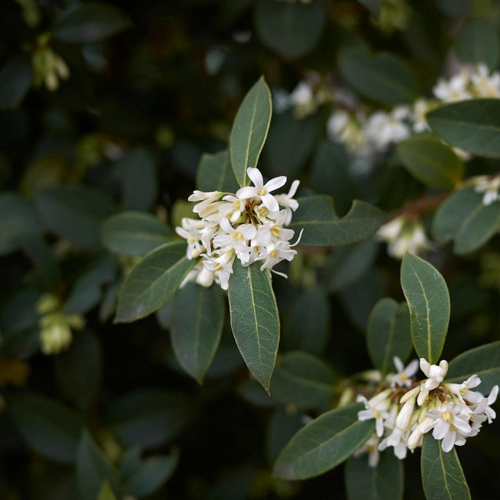 25 plants de houx artificiel pour une haie linéaire de 10 mètres - 125cm