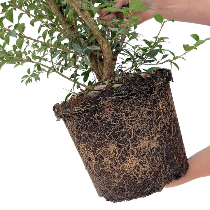 25 plants de houx artificiel pour une haie linéaire de 10 mètres - 125cm