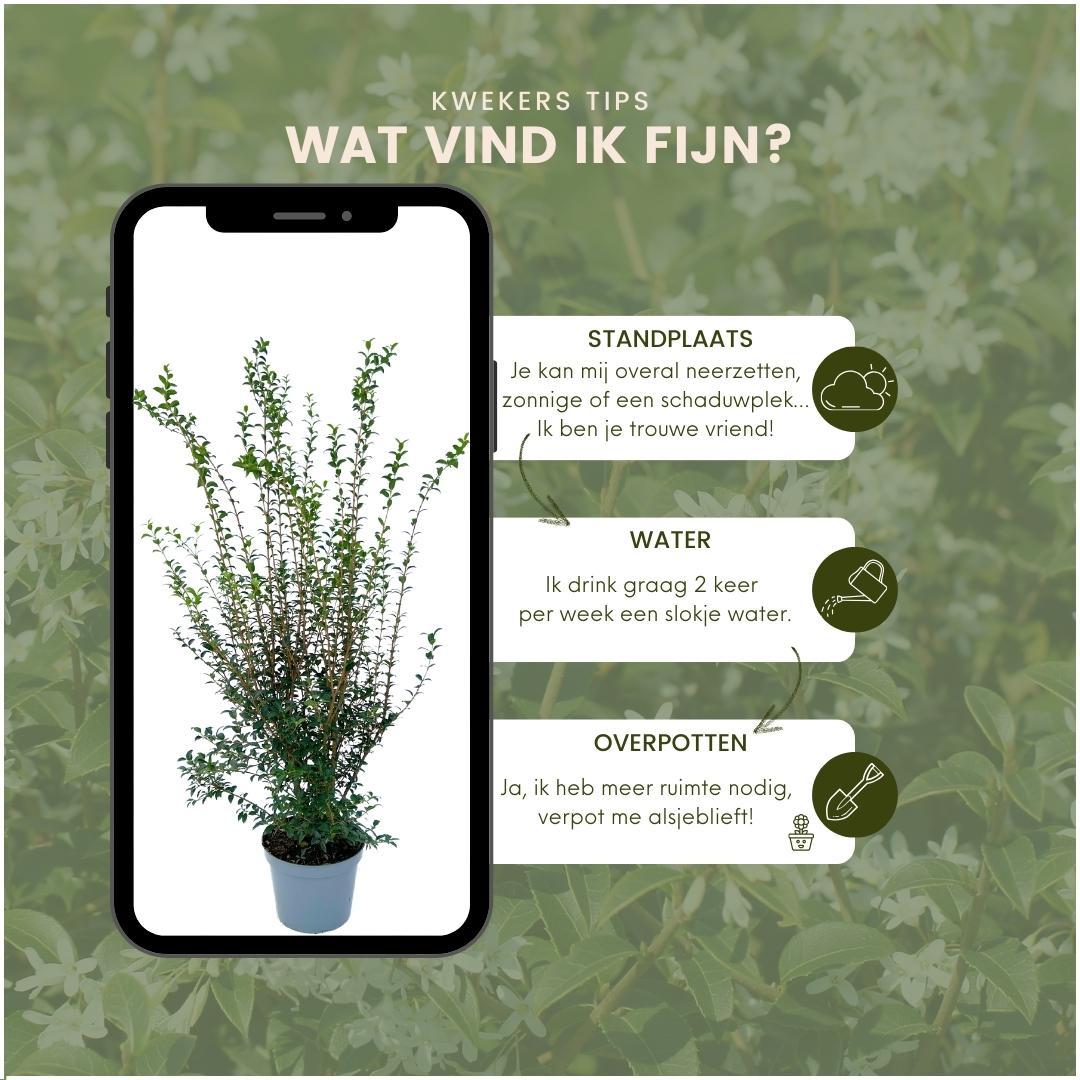 25 plants de houx artificiel pour une haie linéaire de 10 mètres - 125cm
