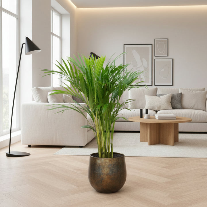 Dypsis Lutescens (palmier Aréca) - 70cm - Palmier doré | Acheter