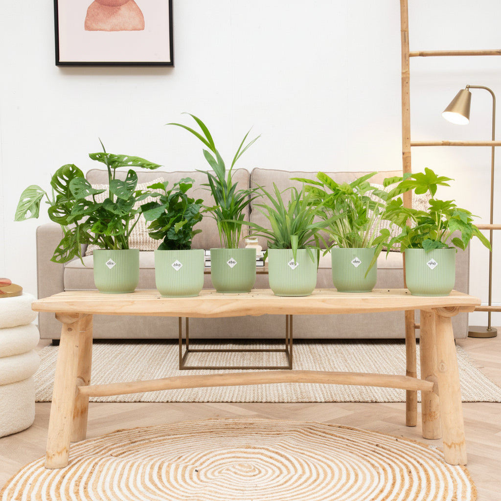 Verrassingsbox - 6 planten inclusief elho Vibes Fold Round Ø14