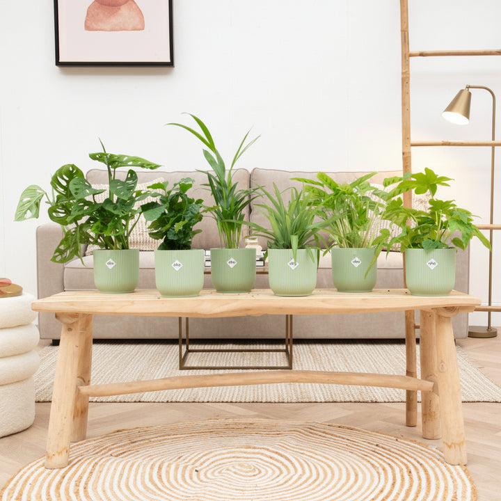 Verrassingsbox - 6 planten inclusief elho Vibes Fold Round Ø14