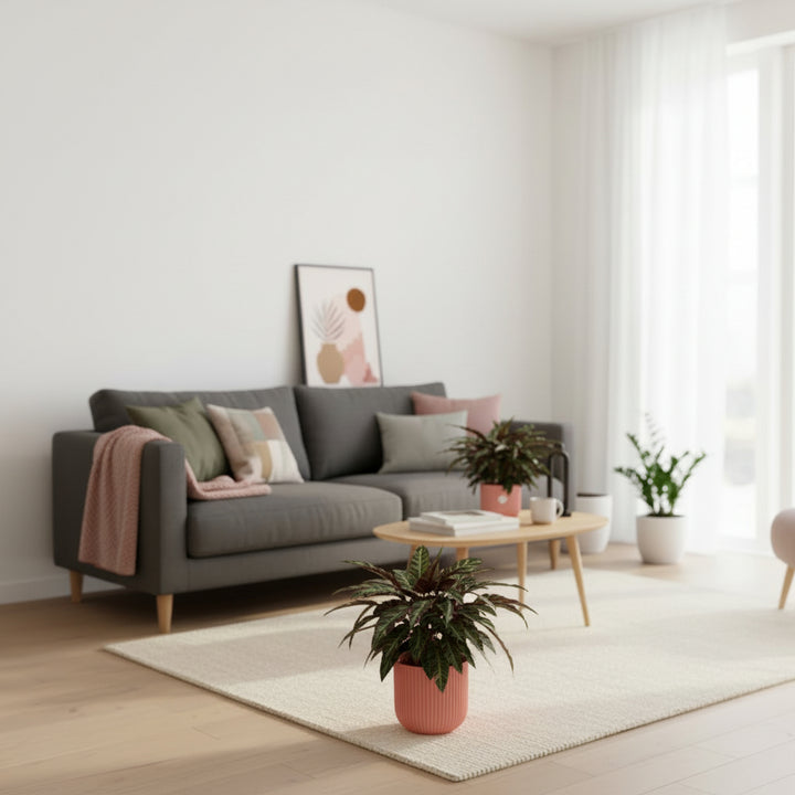 Calathea Elgergrass - 70cm - Pauwenplant - Kamerplant
