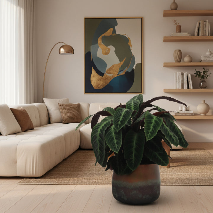 Calathea Warscewiczii - 90cm - Pauwenplant - Kamerplant