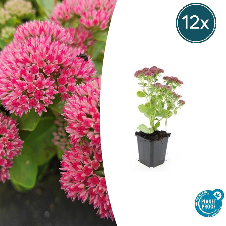 Sedum 'Herbstfreude' - 20cm - Vetplant Succulent | Koop