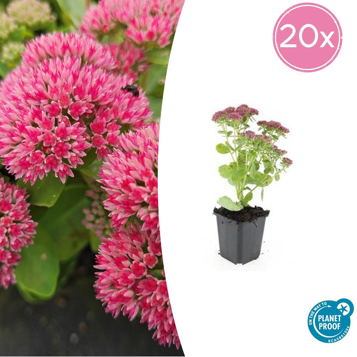 Sedum 'Herbstfreude' - 20cm - Vetplant Succulent | Koop