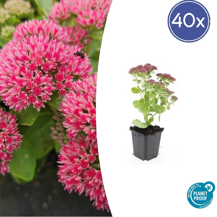 Sedum 'Herbstfreude' - 20cm - Vetplant Succulent | Koop