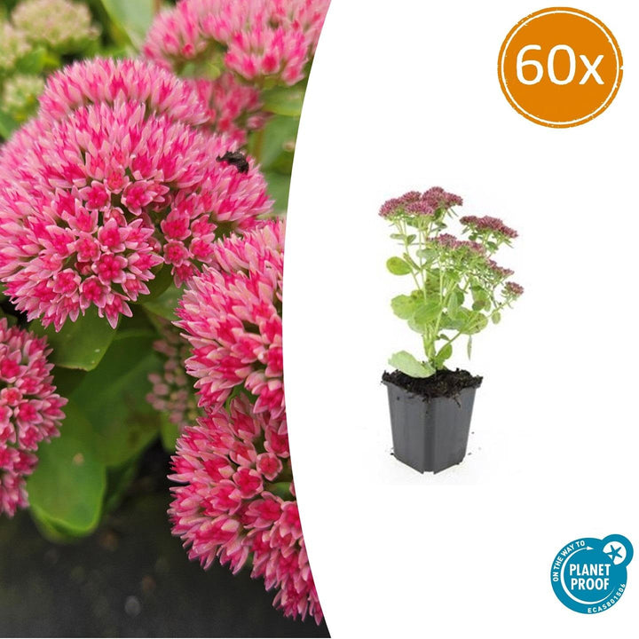 Sedum 'Herbstfreude' - 20cm - Vetplant Succulent | Koop
