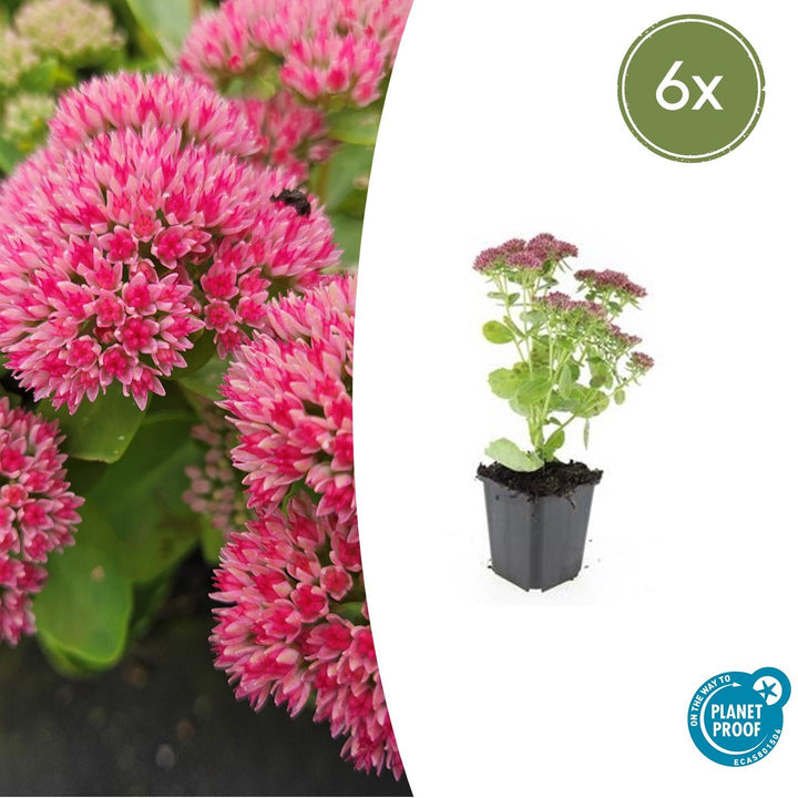 Sedum 'Herbstfreude' - 20cm - Vetplant Succulent | Koop