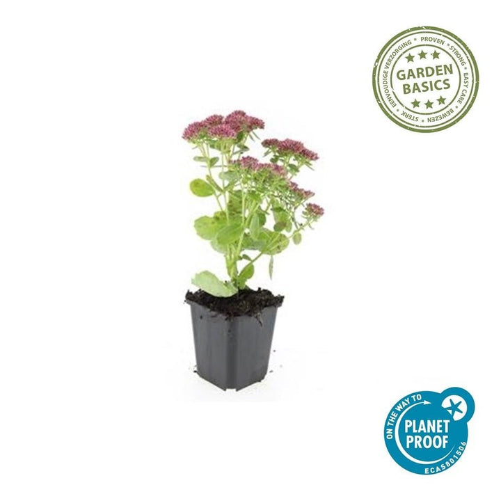 Sedum 'Herbstfreude' - 20cm - Vetplant Succulent | Koop