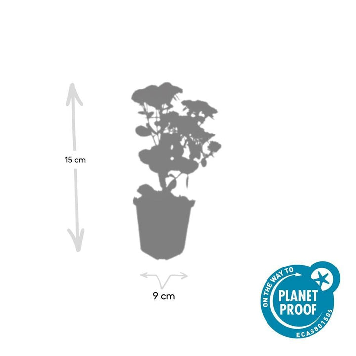 Sedum 'Herbstfreude' - 20cm - Vetplant Succulent | Koop
