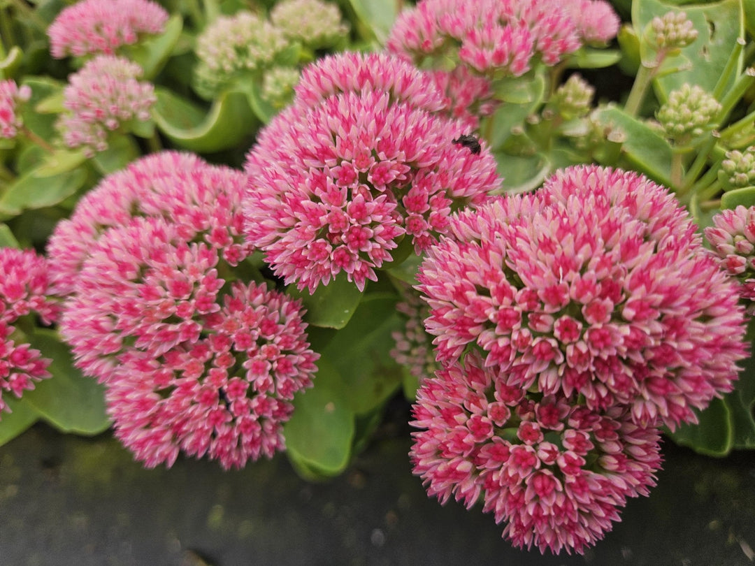Sedum 'Herbstfreude' - 20cm - Vetplant Succulent | Koop