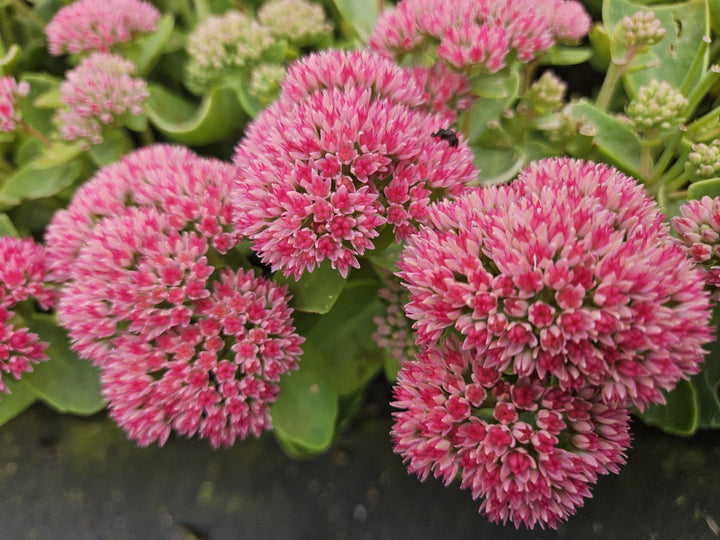 Sedum 'Herbstfreude' - 20cm - Vetplant Succulent | Koop