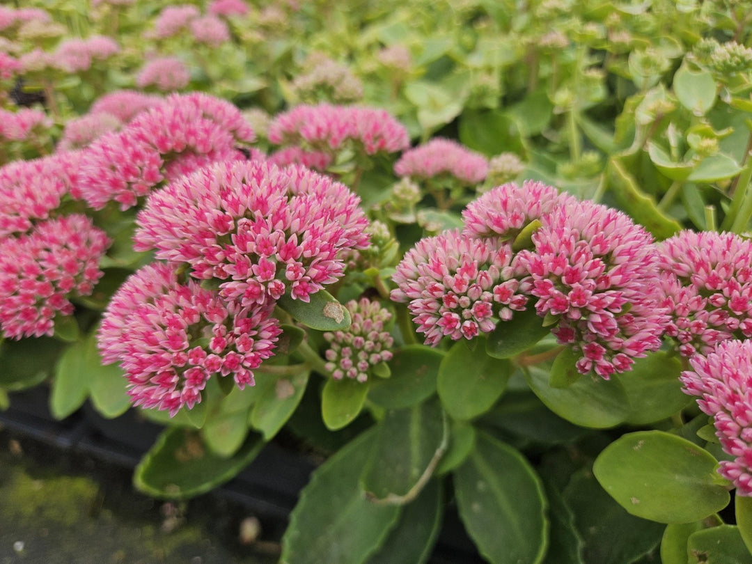 Sedum 'Herbstfreude' - 20cm - Vetplant Succulent | Koop