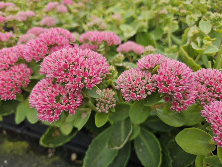 Sedum 'Herbstfreude' - 20cm - Vetplant Succulent | Koop