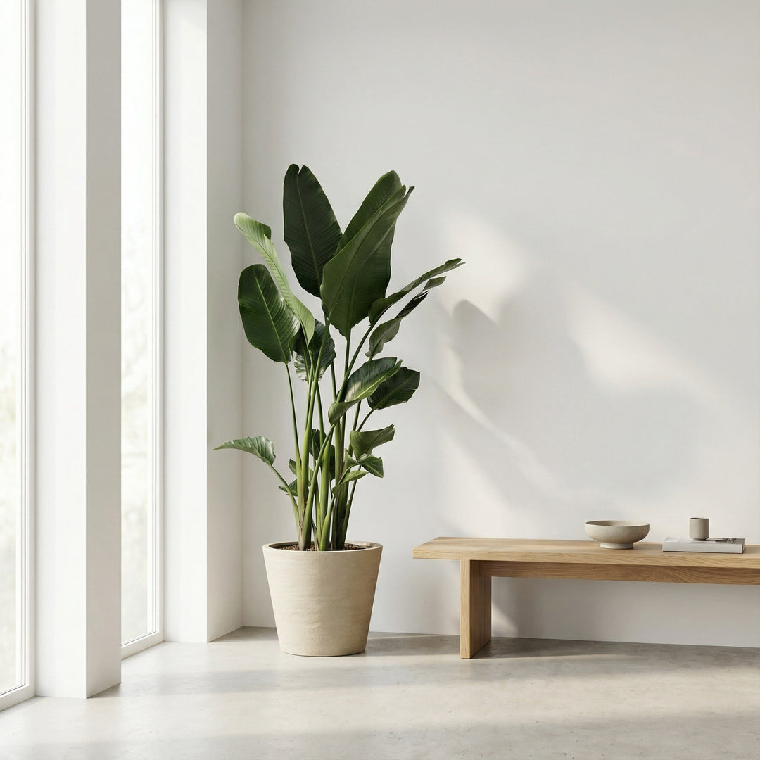Strelitzia Nicolai XL - Ø27 - 225cm - Paradijsvogelplant