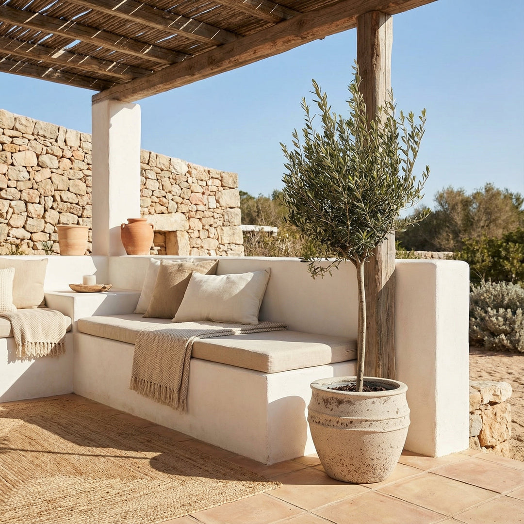 Olea Europaea sur tronc - 160cm - Acheter une plante d'intérieur