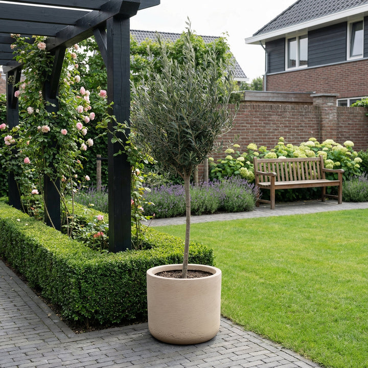 Olea Europaea sur tronc - 160cm - Acheter une plante d'intérieur