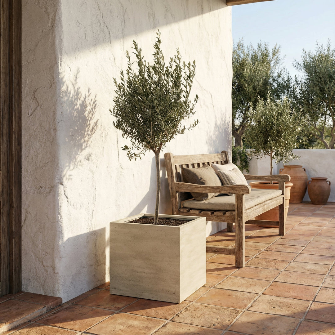 Olea Europaea sur tronc - 160cm - Acheter une plante d'intérieur