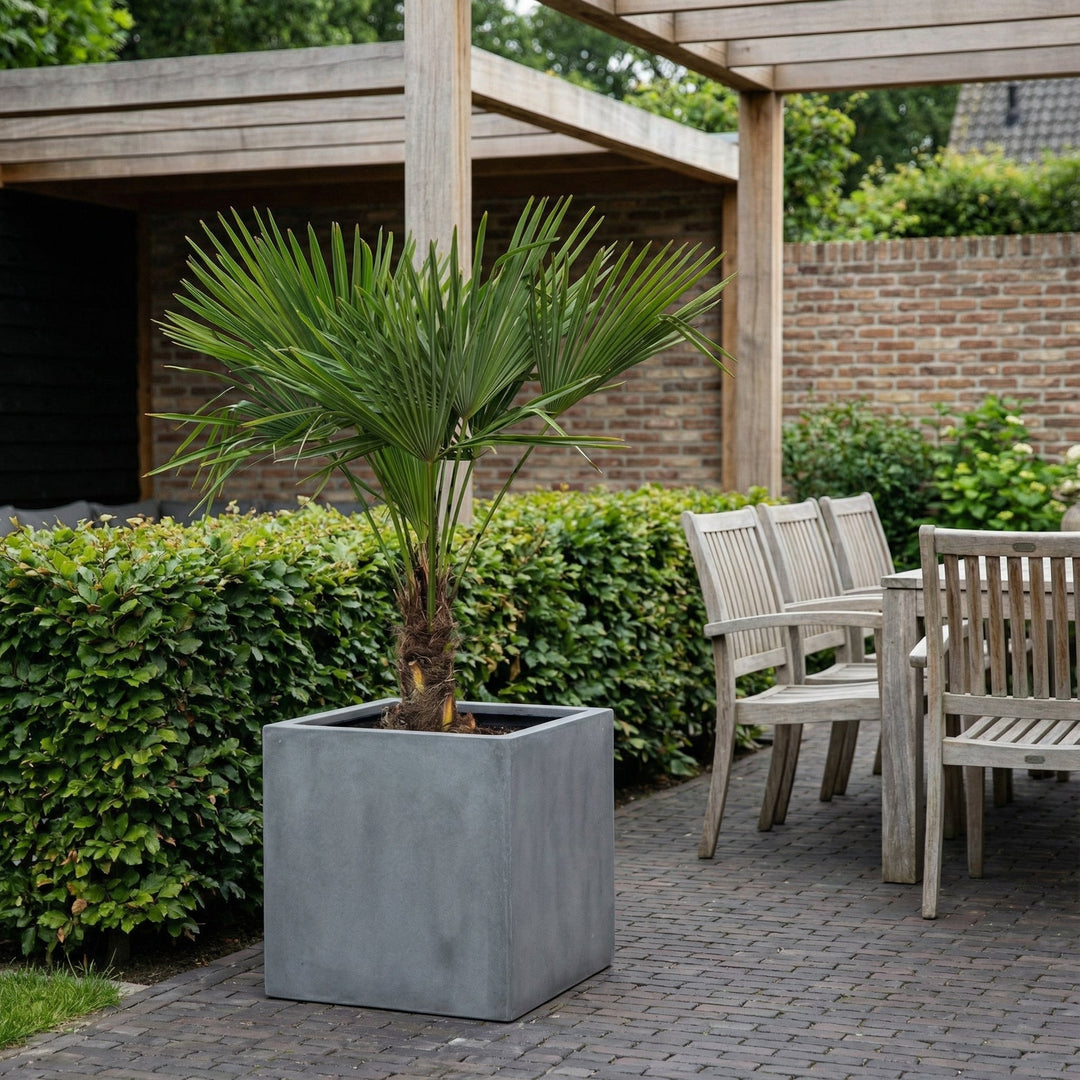 Trachycarpus Fortunei - 160cm - Kamerplant Kopen