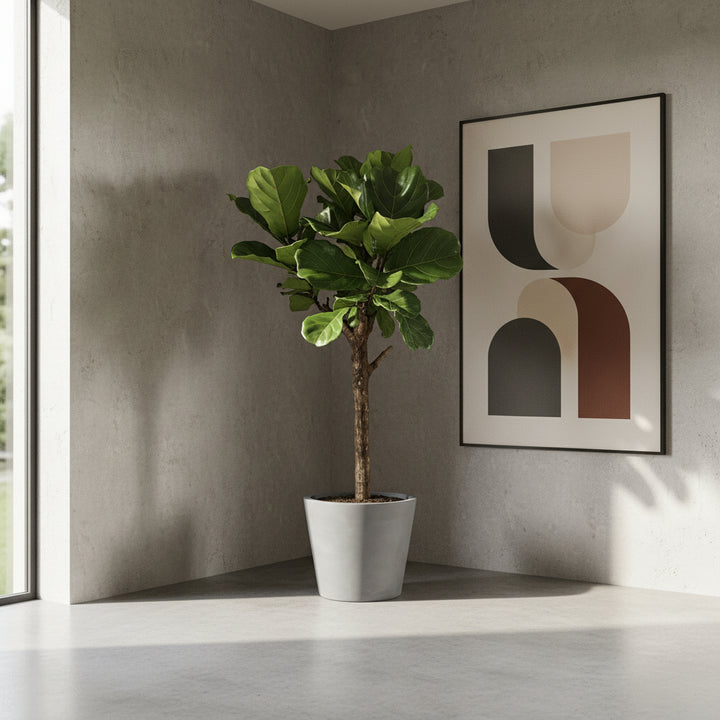 Ficus Lyrata arbre XL - 180cm - Figuier lyre - Plante d'intérieur