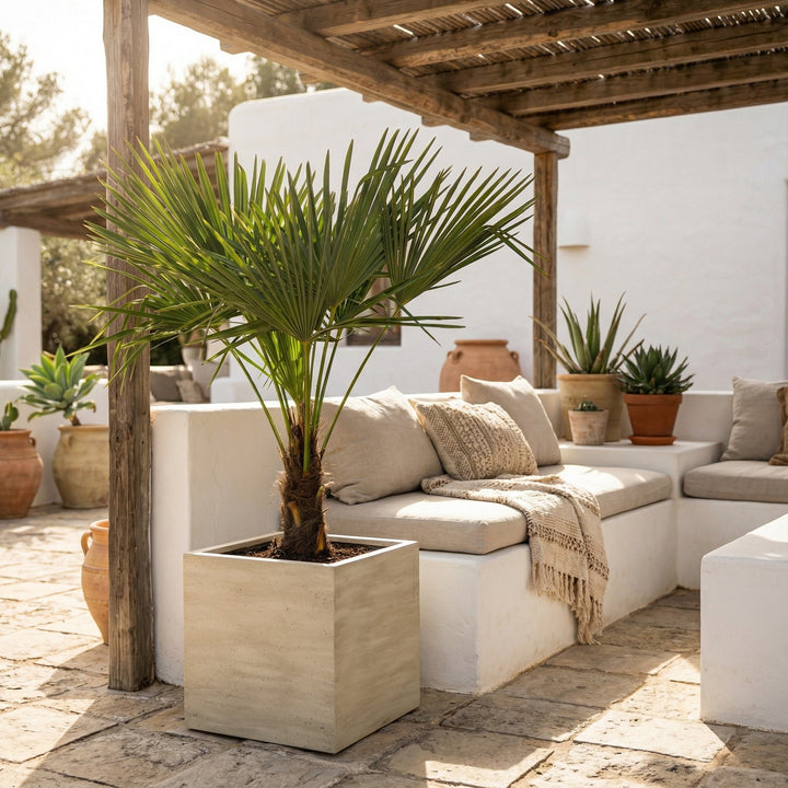 Trachycarpus Fortunei - 160cm - Kamerplant Kopen