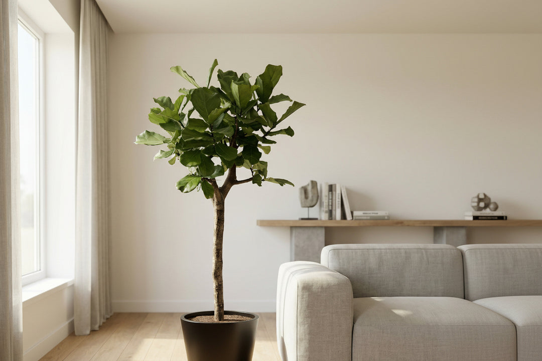 Ficus Lyrata boom XXL - 210cm - Vioolbladplant - Kamerplant