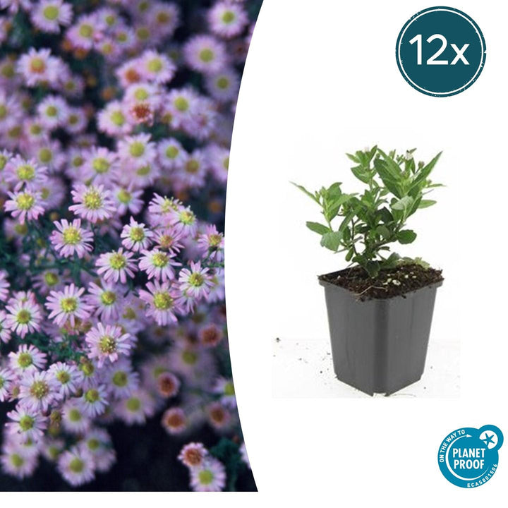 Aster ageratoides 'Stardust' - 20cm - Acheter une plante d'intérieur