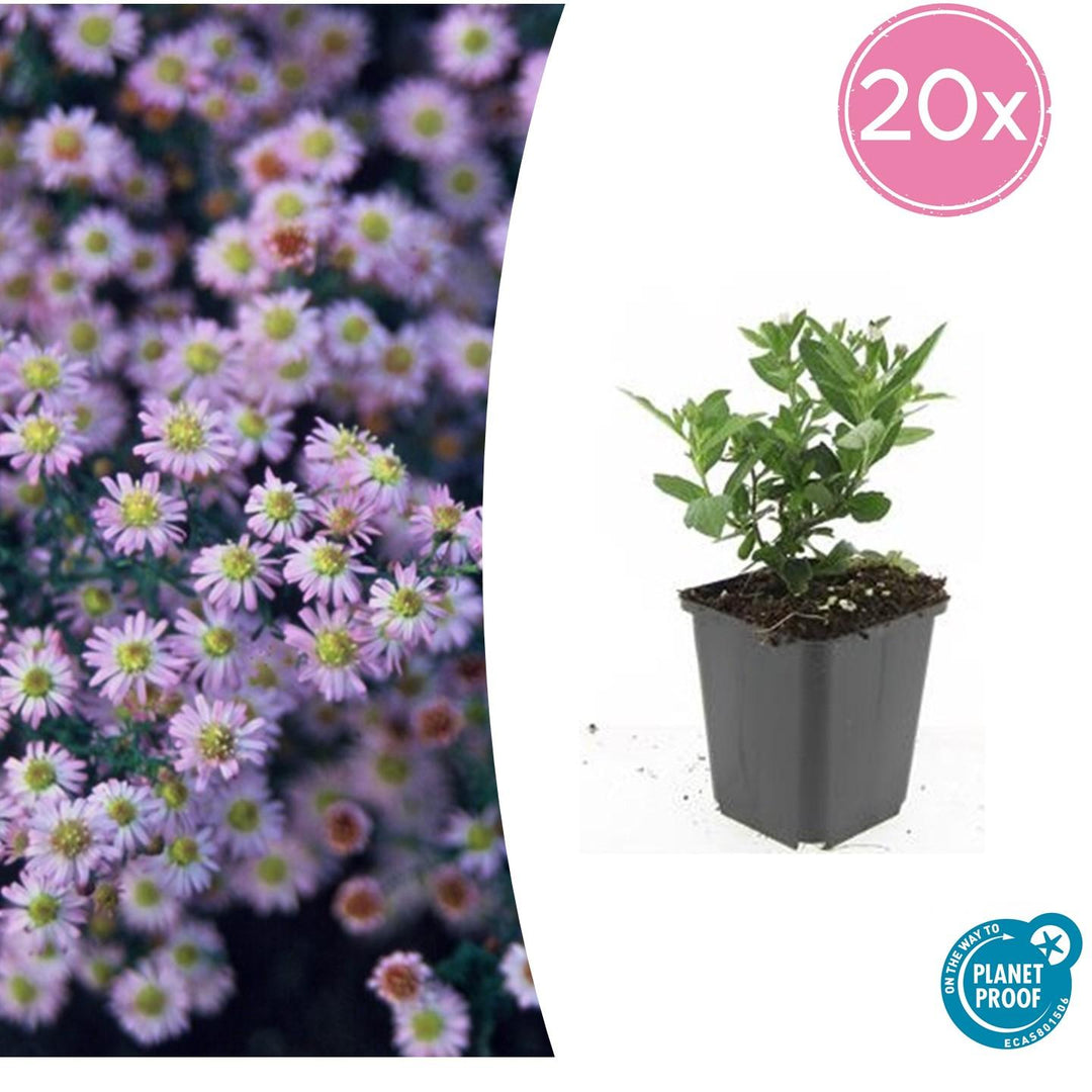 Aster ageratoides 'Stardust' - 20cm - Acheter une plante d'intérieur