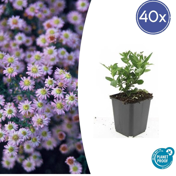 Aster ageratoides 'Stardust' - 20cm - Acheter une plante d'intérieur