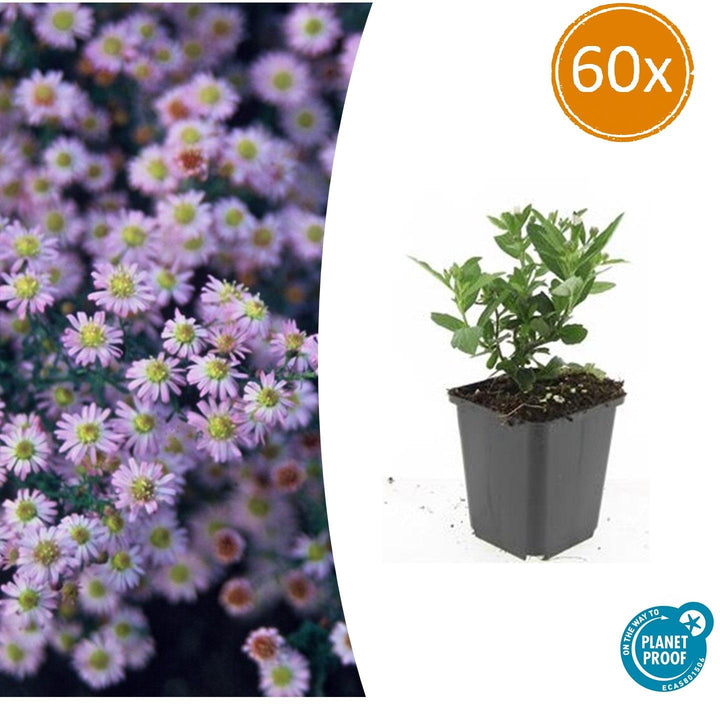 Aster ageratoides 'Stardust' - 20cm - Acheter une plante d'intérieur