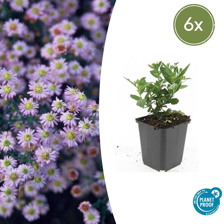 Aster ageratoides 'Stardust' - 20cm - Acheter une plante d'intérieur
