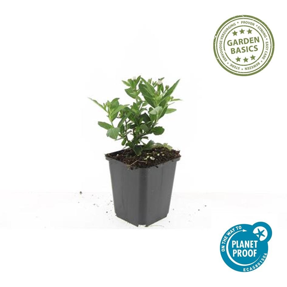 Aster ageratoides 'Stardust' - 20cm - Acheter une plante d'intérieur