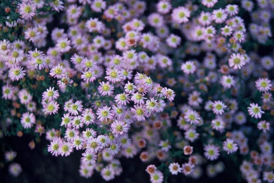 Aster ageratoides 'Stardust' - 20cm - Acheter une plante d'intérieur