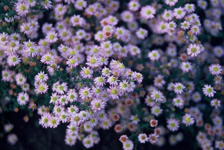 Aster ageratoides 'Stardust' - 20cm - Acheter une plante d'intérieur
