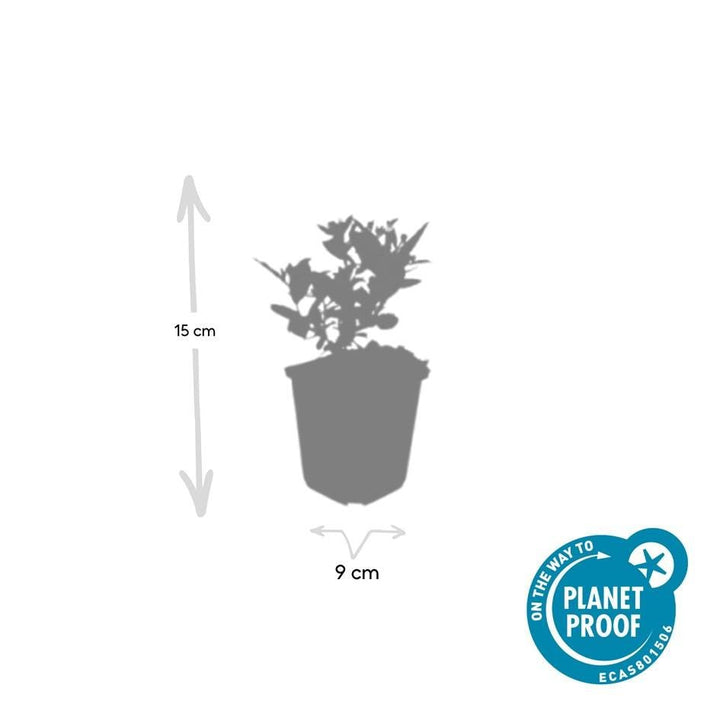 Aster ageratoides 'Stardust' - 20cm - Acheter une plante d'intérieur
