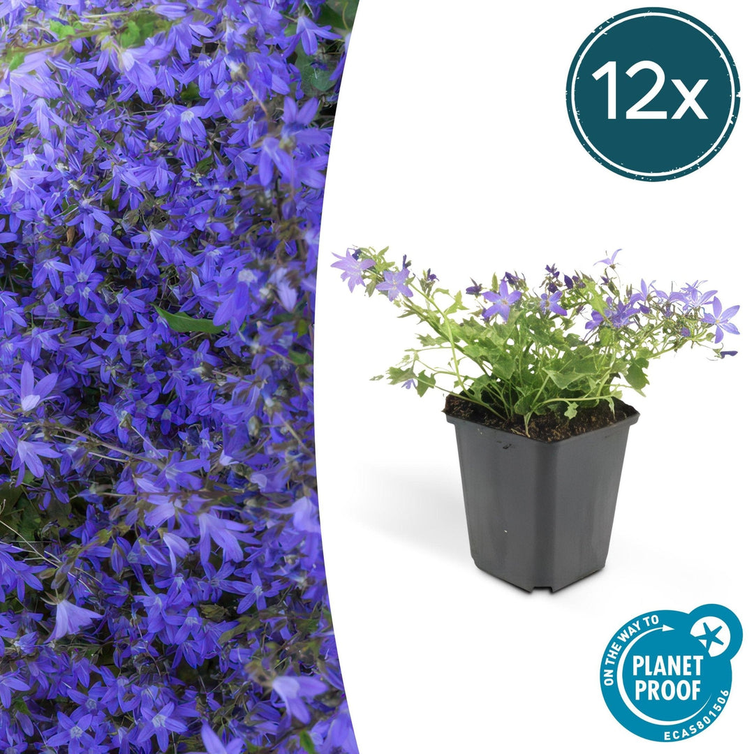 Campanula poscharskyana 'Stella' - 20cm - Acheter une plante d'intérieur