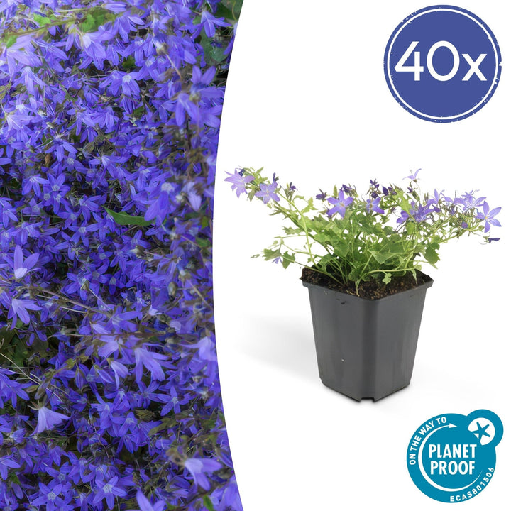Campanula poscharskyana 'Stella' - 20cm - Acheter une plante d'intérieur