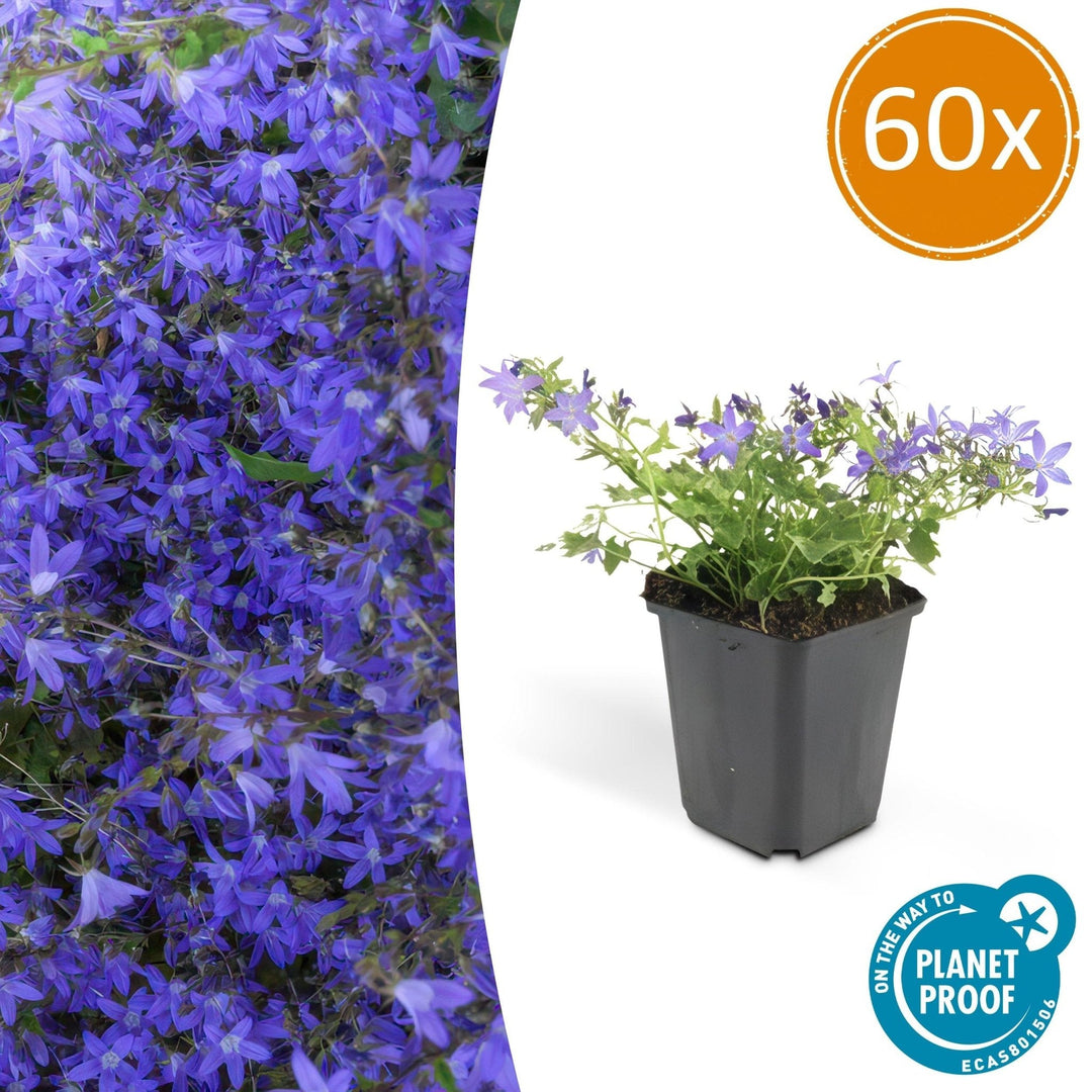 Campanula poscharskyana 'Stella' - 20cm - Acheter une plante d'intérieur