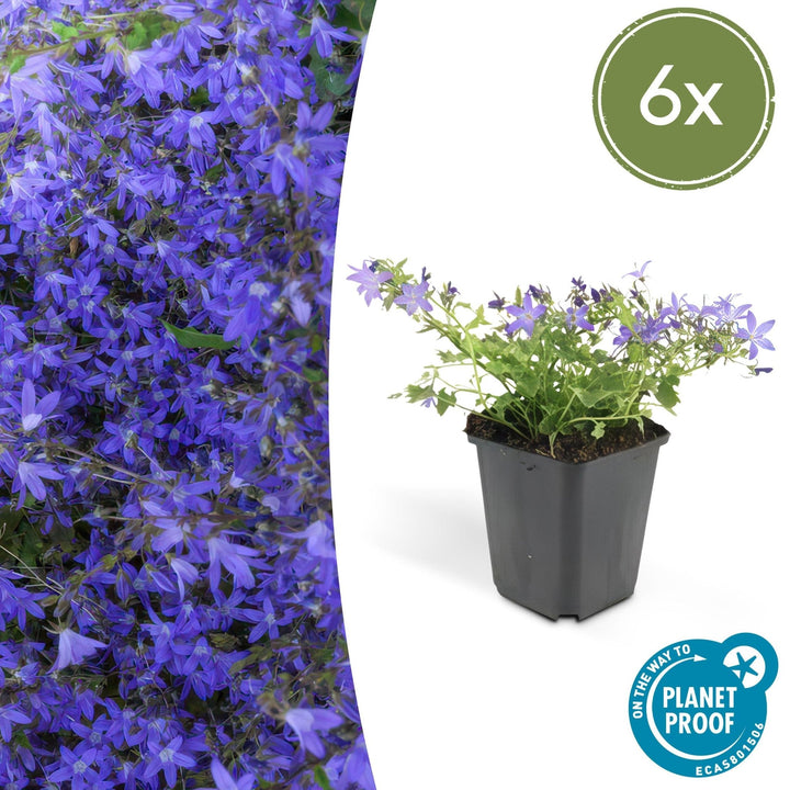 Campanula poscharskyana 'Stella' - 20cm - Acheter une plante d'intérieur