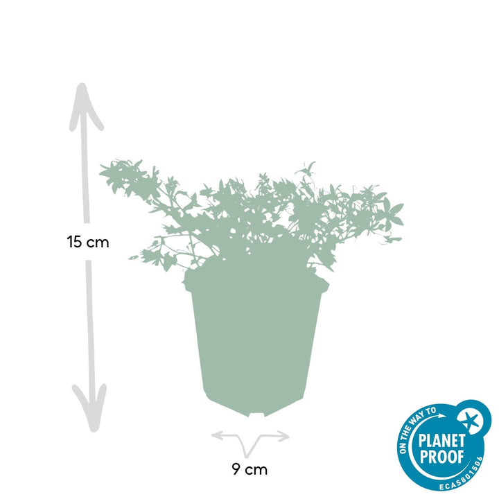 Campanula poscharskyana 'Stella' - 20cm - Acheter une plante d'intérieur