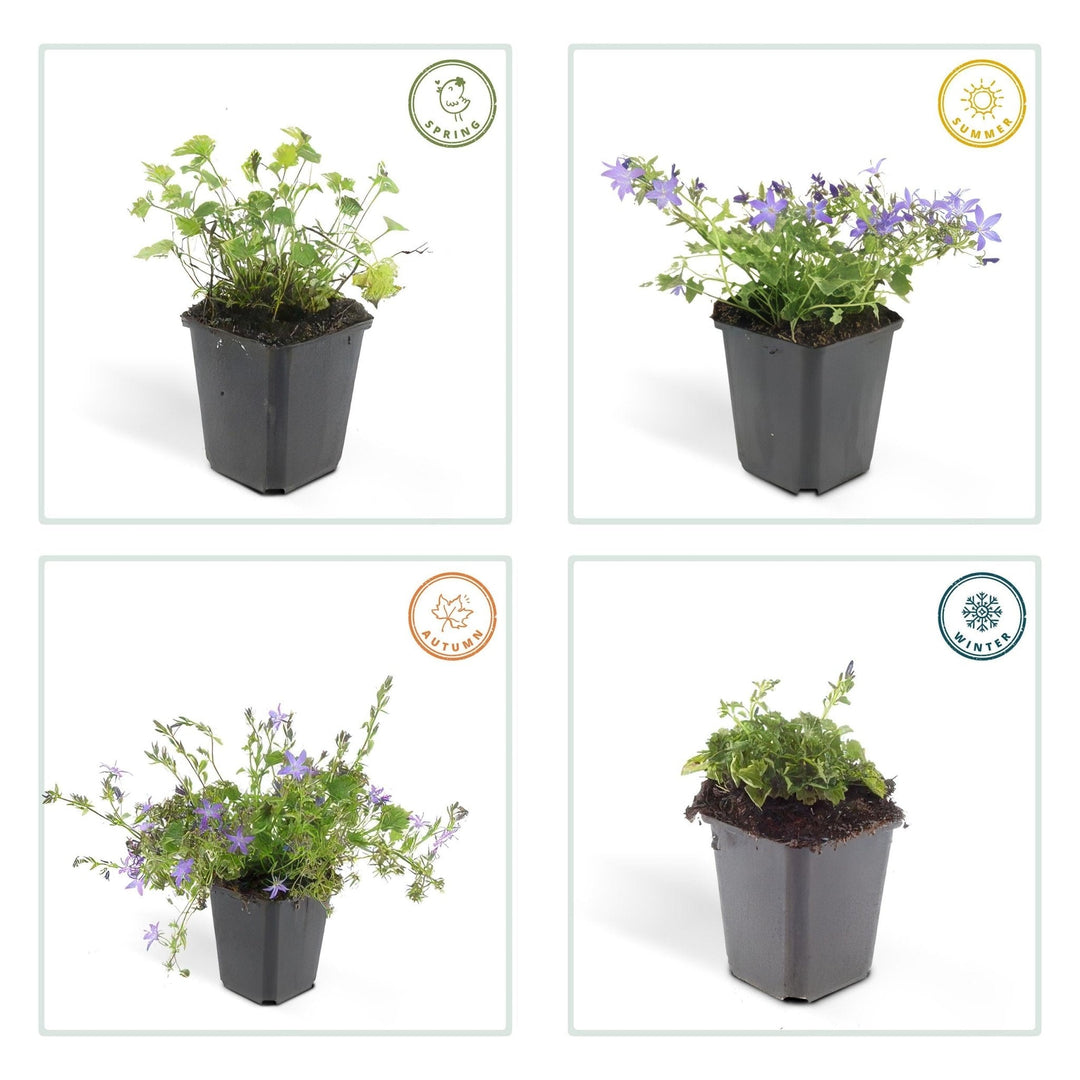 Campanula poscharskyana 'Stella' - 20cm - Acheter une plante d'intérieur