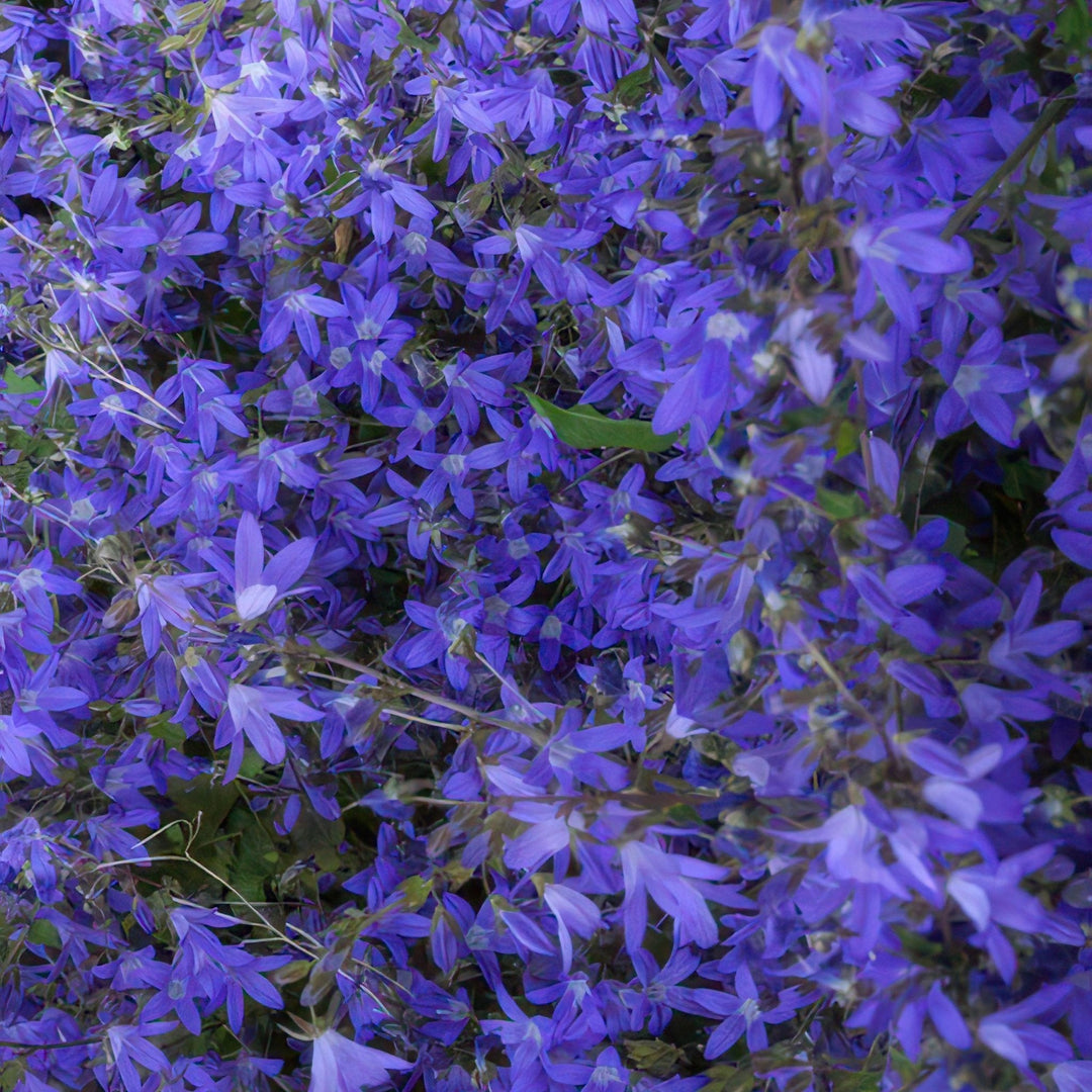 Campanula poscharskyana 'Stella' - 20cm - Acheter une plante d'intérieur