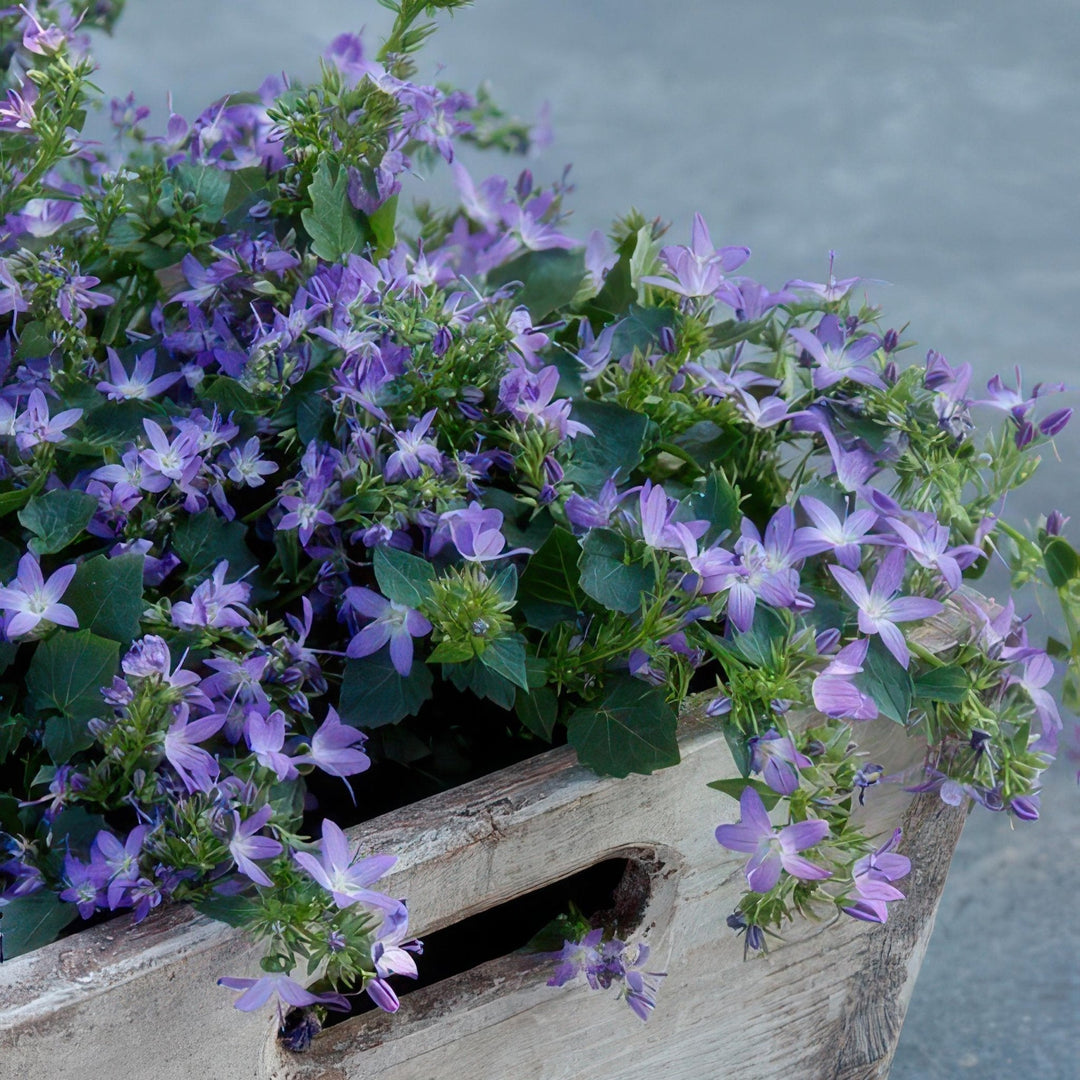 Campanula poscharskyana 'Stella' - 20cm - Acheter une plante d'intérieur