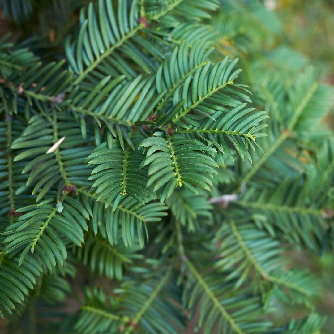 Plants de Taxus pour une haie de 10 mètres linéaires - 100cm